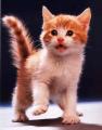 Avatar de gatox1973