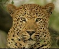 Avatar de Amadeus226