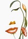 Avatar de yosil