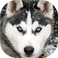 Avatar de Husky01